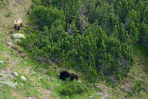 Brown bear (Ursus arctos arctos) mother with large cub among dwarf pine (Pinus mugo) in the Retezat Mountains, Romania. June