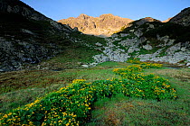 Marsh marigold (Caltha palustris) Retezat Mountains, Romania. June