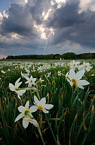 Wild Narcissus (Narcissus angustifolius) meadow. Corund, Transylvania, Romania. April