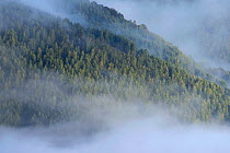 Early autumn fog above the forests of the Retezat National Park. Transylvania, Romania. September