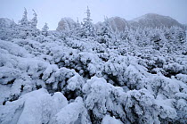Dwarf mountain pines (Pinus mugo) covered in snow, Ceahlau Mountains, Romania, January.