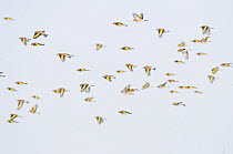 European Goldfinch (Carduelis carduelis) flock in flight, Mures river, outskirts of Targu Mures, Romania, December