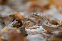 Smooth snake (Coronella austriaca) with ant on head, Gurghiu Mountains, Romania. April