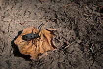Longhorn beetle (Morimus funereus) on forest floor. Macin Mountains National Park, Romania, August.