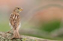 Eurasian Tree Sparrow (Passer montanus) Panet, Romania. June.