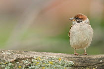 Eurasian Tree Sparrow (Passer montanus). Panet, Romania. June