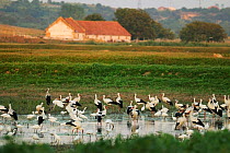 White storks (Ciconia ciconia),  Little egret (egreta garzetta) and Spoonbill (Platalea leucorodia) gathered at shallow lake on abandoned fish farm in the Danube floodplains, near Cetate, Romania. Aug...