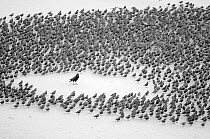 Carrion Crow (Corvus corone) encircled by flock of Starlings (Sturnus vulgaris) resting on the beach in Blackpool, England, October.