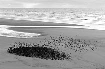 A flock of Starlings (Sturnus vulgaris) taking off from Blackpool beach, England, UK. October 2010.