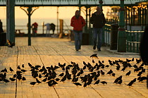 Starlings (Sturnus vulgaris) resting on North Pier in Blackpool, with people in the background. England, UK, November 2010.