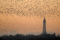 Starlings (Sturnus vulgaris) flocking with Blackpool Tower in the background. Taken from Martin Mere Nature Reserve, Blackpool, UK. November 2010.