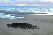 Starlings (Sturnus vulgaris) resting on Blackpool Beach, UK. October