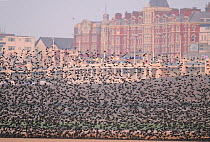 Starlings (Sturnus vulgaris) flocking on Blackpool beach, with the town in the background. Blackpool, UK. February