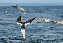 Northern gannet (Morus bassanus) diving for fish that thrown from a fishing boat. Bass Rock. Scotland, May