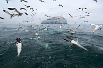 Northern gannets (Morus bassanus) diving for fish thrown from a fishing boat with the island of Bass Rock in the background. Scotland, June.