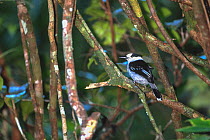Hook-billed Vanga (Vanga curvirostris) Masoala National Park, Madagascar. Note - suitable for reproduction to A5 only.