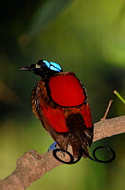Wilson's bird-of-paradise (Cicinnurus respublica) rear view, captive. Endemic to Indonesia.