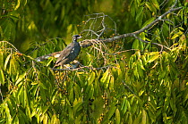 Bare-necked fruitcrow (Gymnoderus foetidus) Posada Amazonas, Tambopata, Puerto Maldonado, Madre de Dios, Brazil.