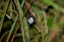 Bicolored antbird (Gymnopithys bicolor) Gamboa, Panama city region, Panama.