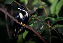 Celebes king starling (Basilornis celebensis) captive. Endemic to Indonesia.