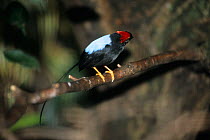 Long-tailed manakin (Chiroxiphia linearis) captive from Central America. Small reproduction only.