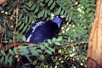 Bare-necked fruitcrow (Gymnoderus foetidus) captive, native to Amazon Rainforest, South America.