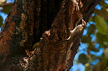Black-throated honeyguide (Indicator indicator) feeding on honey comb, Makasutu forest, Banjul, Gambia.