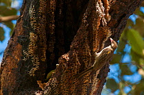 Black-throated honeyguide (Indicator indicator) feeding on honey comb, Makasutu forest, Banjul, Gambia.