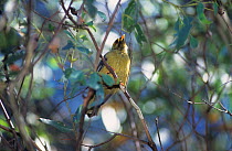 Bell Miner (Manorina melanophrys)  endemic to southeastern Australia.