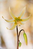 Oregon trout lily / Dog's tooth lily (Erythronium oregonum), occurs in the Pacific Coast of Northern America, flowering in a private garden in Bavaria, Germany.