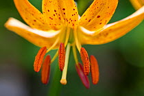 Hanson' s lily (Lilium hansonii), occurs in Eastern Asia, flowering in a private garden in Bavaria, Germany.