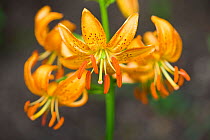 Hanson' s lily (Lilium hansonii), occurs in Eastern Asia, flowering in a private garden in Bavaria, Germany.