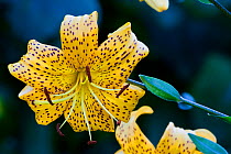 Lily (Lilium leichtlinii) occurs in Japan, flowering in a private garden in Bavaria, Germany.