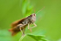 Heath Grasshopper (Chorthippus vagans) Bavaria, Germany