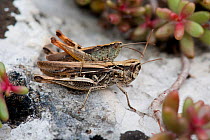 Heath Grasshoppers (Chorthippus vagans) mating, Bavaria, Germany