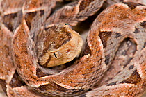 Lance-headed viper (Bothrops asper), juvenile, Costa Rica, captive.