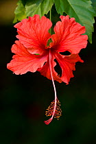 China rose (Hibiscus rosa-sinensis) flower. Cultivated plant, Costa Rica.