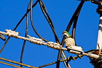 Green-breasted Mango (Anthracothorax prevostii) in its nest, built amidst power and telephone cables, Costa Rica,