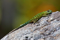 Emerald Swift / Green Spiny Lizard (Sceloporus malachiticus), basking on a rock, Costa Rica.