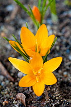Crocus flavus flavus, occurs in Eastern Europe and Turkey, flowering in a private garden in Bavaria, Germany