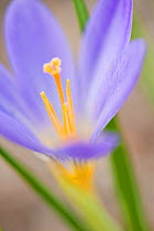 Crocus (Crocus kosaninii) flower, a species occurs in southern Serbia, flowering in a private garden in Bavaria, Germany