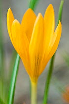 Dutch yellow crocus (Crocus flavus flavus) occurs in Eastern Europe and Turkey, flowering in a private garden in Bavaria, Germany.