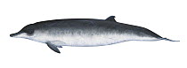 Illustration of a female Spade-toothed Whale (Mesoplodon traversii)