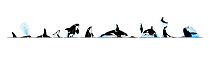 Illustration of Killer whale / Orca (Orcinus orca) breaching sequence in profile, showing how it catches seals and porpoises / dolphins.