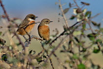 European stonechat  (Saxicola rubicola) pair with female  in the foreground, perched on bramble, Breton Marsh, France, January.