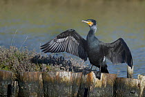 Great cormorant (Phalacrocorax carbo) standing on flood defence, drying wings, Breton Marsh, France, January.