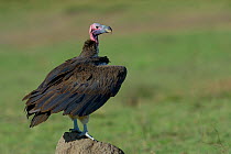 Lappet faced vulture (Torgos tracheliotus) on rock with wings held out, Samburu, Kenya, October, Vulnerable species.