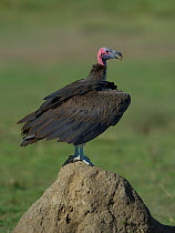 Lappet faced vulture (torgos tracheliotus) on a rock with wings held partially open, Samburu, Kenya, October, Vulnerable species.