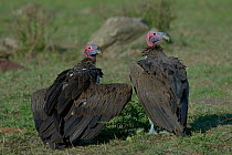 Two Lappet faced vultures (torgos tracheliotus) on ground, one with wings held partially open, Samburu, Kenya, October, Vulnerable species.