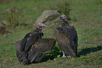 Two Lappet faced vultures (torgos tracheliotus) on ground, one with wings held partially open, Samburu, Kenya, October, Vulnerable species.
